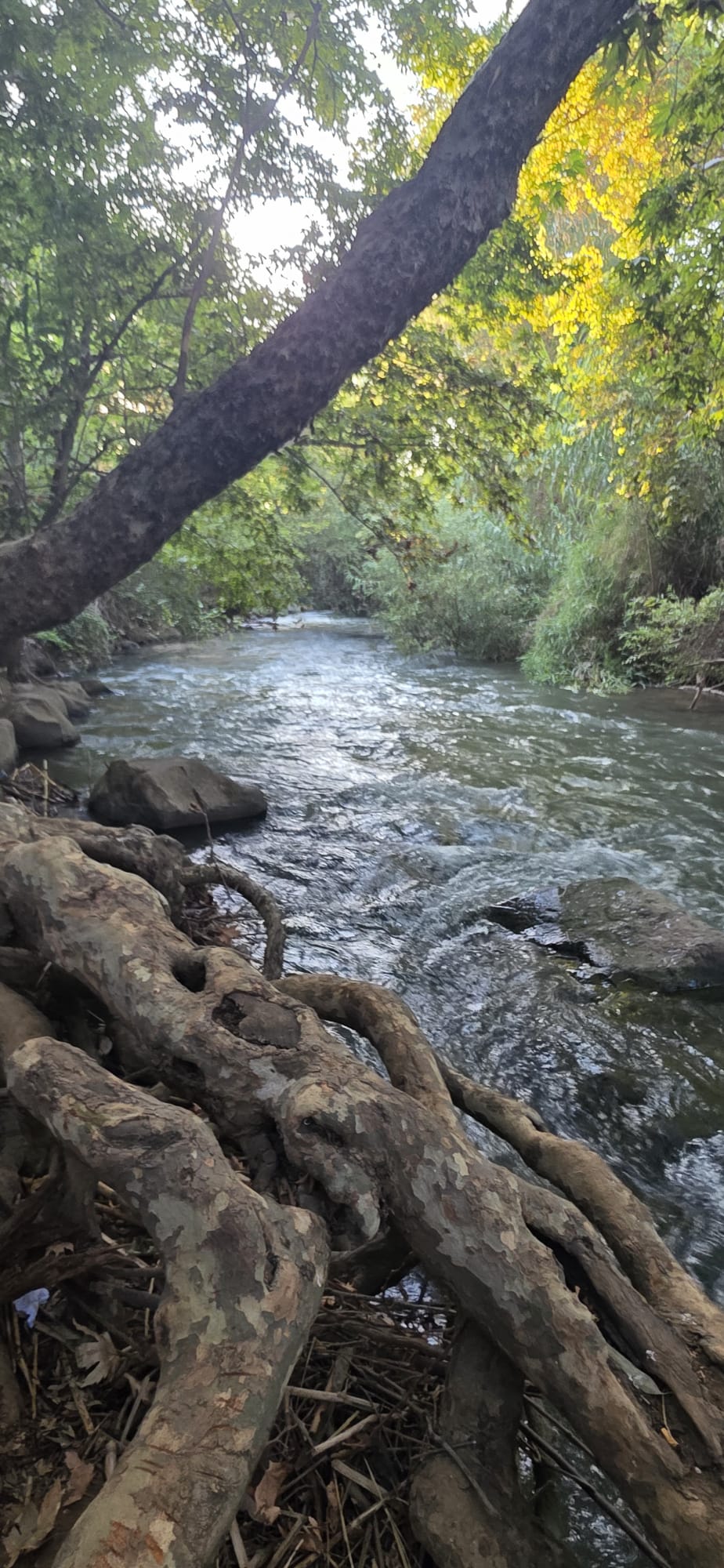 נחל האסי בחוף הירוק, עמק המעיינות — שורשי עץ על שפת הנחל